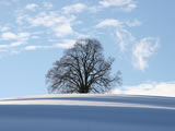 Winterbaum